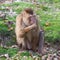 Beautiful pig-tailed macaque (Macaca nemestrina)