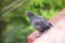 Beautiful pigeon closeup one brid on balcony