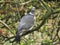 A beautiful pigeon dove culver sitting on tree branch on blue sky background. Common Wood Pigeon.