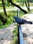 A beautiful pigeon on the fence rests in extreme heat