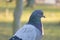 Beautiful pigeon portrait, dove in park or forest. Grey bird outdoors.