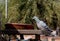 Beautiful pigeon seeking food afternoon