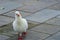 The Beautiful Pigeon with White Feathers turned and walked away