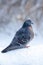 Beautiful pigeons sit in the snow in the city park in winter.