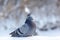 Beautiful pigeons sit in the snow in the city park in winter.