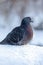 Beautiful pigeons sit in the snow in the city park in winter.