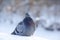 Beautiful pigeons sit in the snow in the city park in winter.