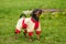 Beautiful Pincher Pinscher on grass outdoor