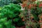 Beautiful pine branches and bush with bright red berries. Autumn nature