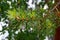 Beautiful pine branches in raindrops in forest