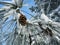 Beautiful pine cone among the very long needles of Pitsunda pine Pinus brutia pityusaon against the blue sky.