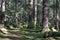 Beautiful pine forest in Manali, Himachal Pradesh, India