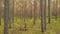 Beautiful pine forest, panoramic video.