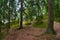 Beautiful pine forest in Park Mon Repos, Vyborg, Russia