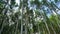 Beautiful pine forest, seen from below