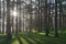 Beautiful pine forest, sunlight, sunshine and green grass meadow background part 4