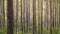 Beautiful pine forest at sunset. Long tree trunks.