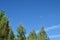 Beautiful Pine Forest With Views Of The Sky With A Half Moon In The Countryside Of Galicia. Nature, Landscapes, Botany, Travel.