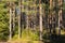 Beautiful pine forest in warm February, Finland