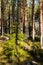 Beautiful pine forest in warm February, Finland