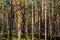 Beautiful pine forest in warm February, Finland