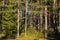 Beautiful pine forest in warm February, Finland