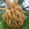 Beautiful pine with green leaving