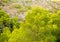 Beautiful pine tree branches, Serra d`Irta