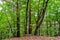 Beautiful pine-tree forest in Alsace mountains, autumnal colors