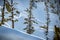 Beautiful pine trees grow between fresh fallen ridges of snow