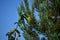 Beautiful Pinecone Hanging From The Branches Of A Pine In Rebedul Meadows In Lugo. Flowers Landscapes Nature.