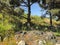 Beautiful pines, green grass and flowers near the road. Close up shot of evergreen trees.