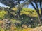 Beautiful pines, green grass and flowers near the road. Close up shot of evergreen trees.