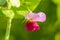 Beautiful ping flowers growing in the garden. Vibrant summer scenery.