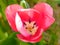 Beautiful ping tulip flower close up detail