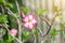 Beautiful pink Adenium on nature background. Tropical flower, desert Rose flower