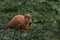 Beautiful pink American flamingo Phoenicopterus ruber