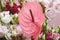 Beautiful pink Anthirium in a flower arrangement