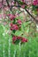 Beautiful pink apple-tree flower in the gardenon the blur green background of trees