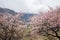 Beautiful Pink apricot blossom tree in spring season at Hunza va