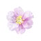 Beautiful pink artifical flower isolated