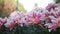 Beautiful pink Asiatic lilies Lilium asiatica flower plant in garden with spraying water, close-up pan shot