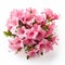 Beautiful Pink Azalea Bouquet On White Background