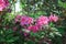 Beautiful Pink Azalea Flowers Autumn Royaltyâ„¢ Encore