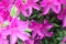 Beautiful Pink Azaleas Attract a Busy Bee