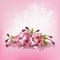 Beautiful pink background with cherry flowers