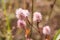 Beautiful, pink, background, flower, burdock, nature, fluffy, green, summer, white, floral, wild, blossom, sunlight, purple, botan