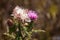 Beautiful, pink, background, flower, burdock, nature, fluffy, green, summer, white, floral, wild, blossom, sunlight, purple, botan