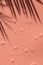 Beautiful pink background with water drops and shadow of a palm tree branch.