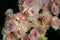 Beautiful pink begonia blooming flowers